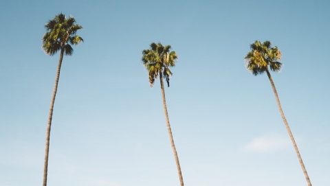 L’histoire des trois arbres – Dieu a un plan pour toi