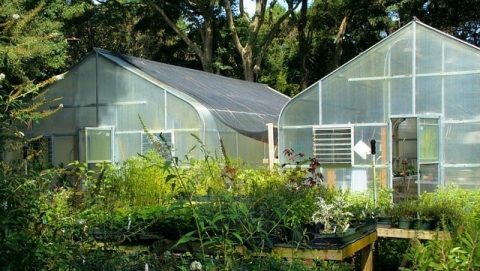 greenhouse