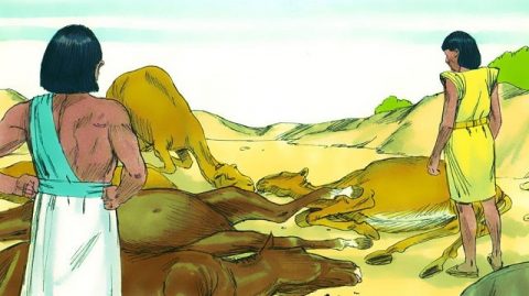 Cinquième fléau : l’épidémie parmi le bétail